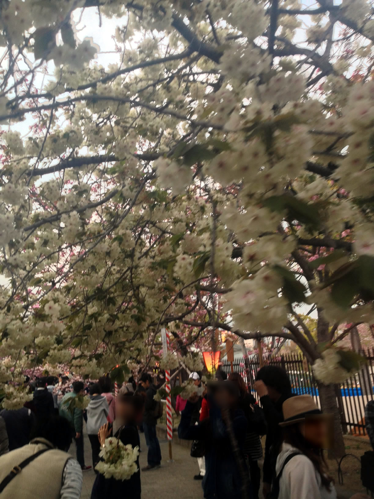 2014年の造幣局桜の通り抜け30 2014年の造幣局桜の通り抜け30